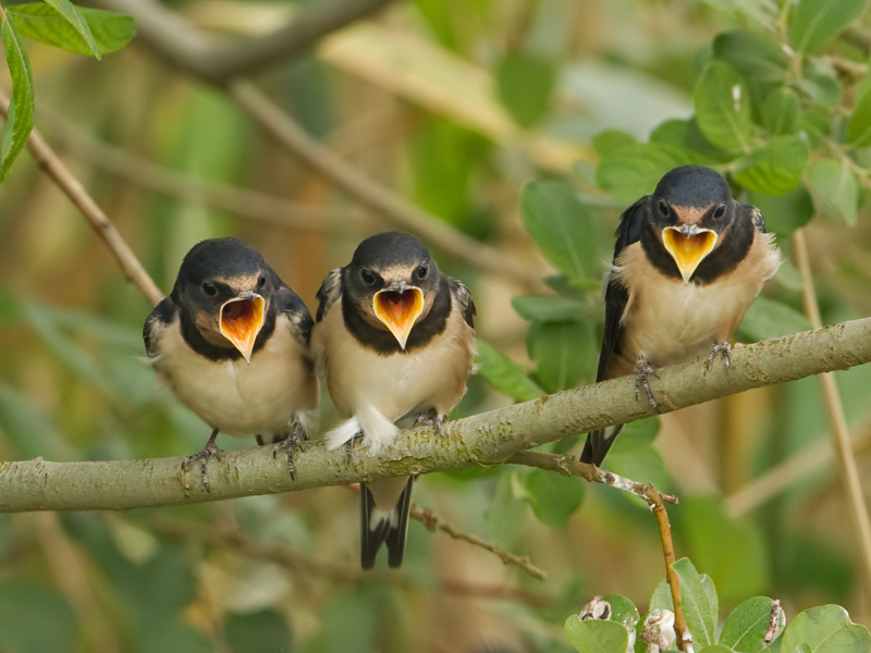 Hirundo rustica Boerenzwaluw Barn Swallow